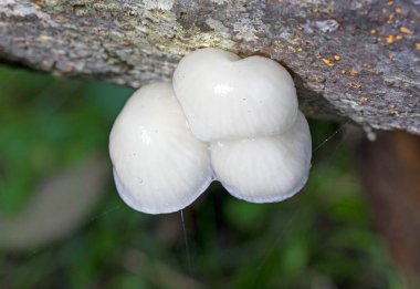 Oudemansiella mucida, Physalacriaceae familyasından Avrupa 'ya özgü bir mantar türüdür. Beyaz, sümüksü ahşap mantardır ve çürüyen kayın ile sıkı sıkıya bağlıdır. Burada kümelenir..