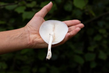 Oudemansiella mucida, Physalacriaceae familyasından Avrupa 'ya özgü bir mantar türüdür. Beyaz, sümüksü ahşap mantardır ve çürüyen kayın ile sıkı sıkıya bağlıdır. Burada kümelenir..