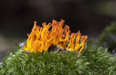 Calocera viscosa, commonly known as the yellow stagshorn, is a jelly fungus, a member of the Dacrymycetales, an order of fungi characterized by their unique 