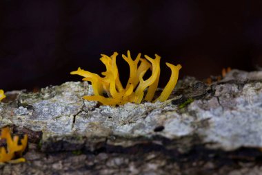 Calocera viscosa (yaygın olarak sarı stagshorn olarak bilinir), Dacrymycetales familyasından bir mantar türüdür..