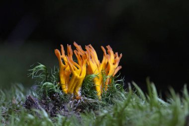 Calocera viscosa (yaygın olarak sarı stagshorn olarak bilinir), Dacrymycetales familyasından bir mantar türüdür..