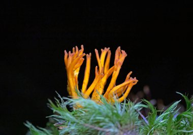 Calocera viscosa (yaygın olarak sarı stagshorn olarak bilinir), Dacrymycetales familyasından bir mantar türüdür..