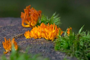 Calocera viscosa, commonly known as the yellow stagshorn, is a jelly fungus, a member of the Dacrymycetales, an order of fungi characterized by their unique 