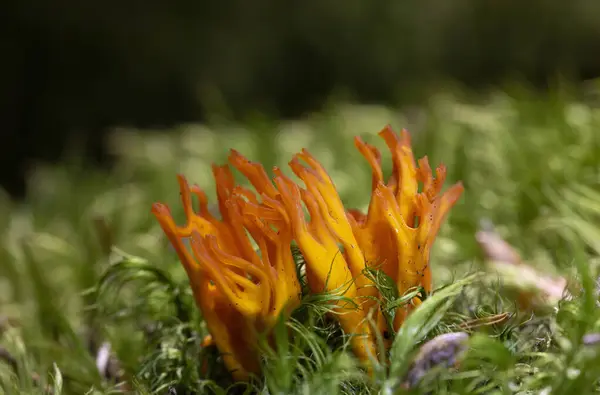 stock image Calocera viscosa, commonly known as the yellow stagshorn, is a jelly fungus, a member of the Dacrymycetales, an order of fungi characterized by their unique 