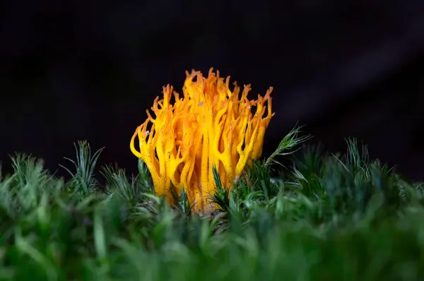 stock image Calocera viscosa, commonly known as the yellow stagshorn, is a jelly fungus, a member of the Dacrymycetales, an order of fungi characterized by their unique 