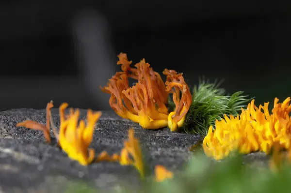 stock image Calocera viscosa, commonly known as the yellow stagshorn, is a jelly fungus, a member of the Dacrymycetales, an order of fungi characterized by their unique 