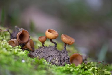 Güzel fincanlar Dumontinia tuberosa (syn. Sclerotinia tuberosa) Anemone nemorosa, Anemone ranuncoloides ve Ranunculus ficaria soğanlarını parazit yapan küçük bir ascomycete..