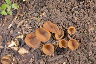 Güzel fincanlar Dumontinia tuberosa (syn. Sclerotinia tuberosa) Anemone nemorosa, Anemone ranuncoloides ve Ranunculus ficaria soğanlarını parazit yapan küçük bir ascomycete..