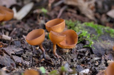 Güzel fincanlar Dumontinia tuberosa (syn. Sclerotinia tuberosa) Anemone nemorosa, Anemone ranuncoloides ve Ranunculus ficaria soğanlarını parazit yapan küçük bir ascomycete..