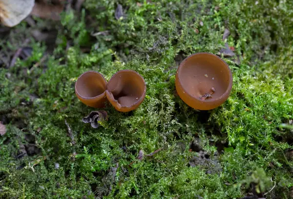 stock image The beautiful cups Dumontinia tuberosa (syn. Sclerotinia tuberosa) The tuber cup is a small ascomycete that parasitizes the bulbs of Anemone nemorosa, Anemone ranuncoloides and Ranunculus ficaria.