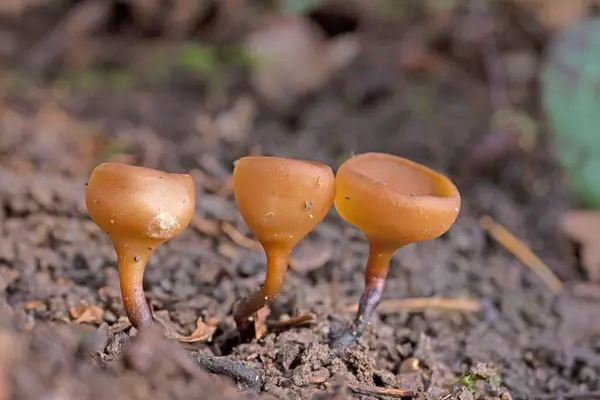 stock image The beautiful cups Dumontinia tuberosa (syn. Sclerotinia tuberosa) The tuber cup is a small ascomycete that parasitizes the bulbs of Anemone nemorosa, Anemone ranuncoloides and Ranunculus ficaria.