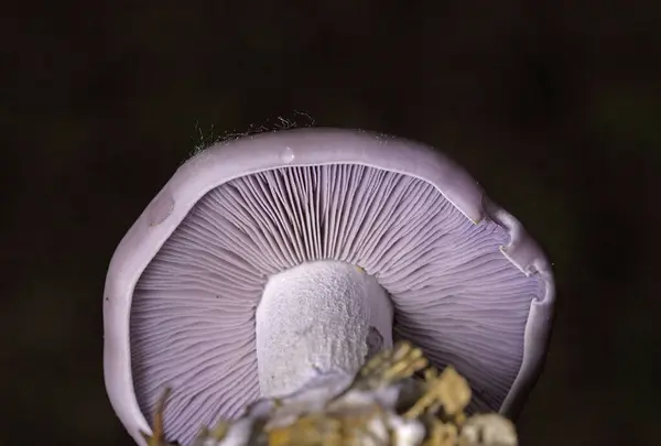 stock image Collybia sordida, formerly Lepista sordida, is a species of blewit mushroom found across the Northern Hemisphere. It is known to form fairy rings.