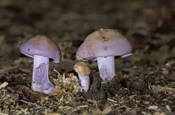 stock image Collybia sordida, formerly Lepista sordida, is a species of blewit mushroom found across the Northern Hemisphere. It is known to form fairy rings.