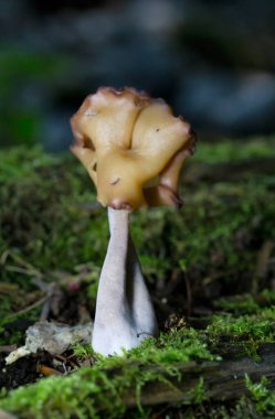 Gyromitra infula, Helvellaceae familyasından bir mantar türüdür.. 