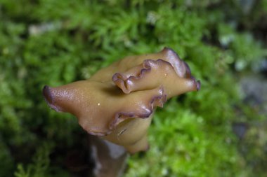 Gyromitra infula, Helvellaceae familyasından bir mantar türüdür.. 