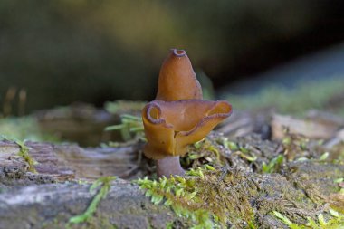 Gyromitra infula, Helvellaceae familyasından bir mantar türüdür.. 