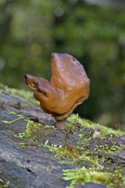 Gyromitra infula, Helvellaceae familyasından bir mantar türüdür.. 