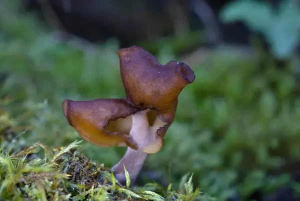 Gyromitra infula, Helvellaceae familyasından bir mantar türüdür.. 