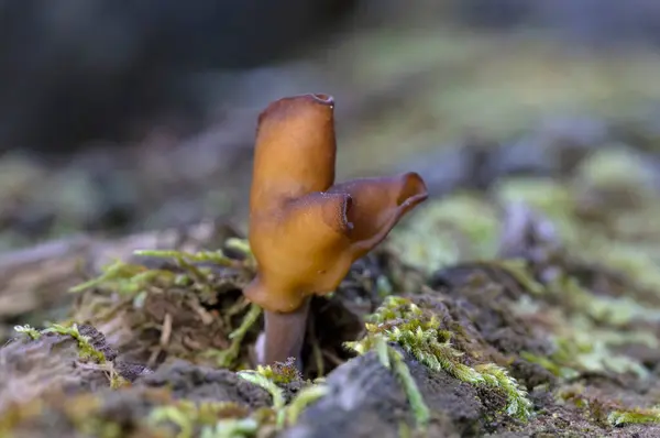 Gyromitra infula, Helvellaceae familyasından bir mantar türüdür.. 