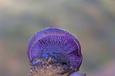 Klitocybe nuda ya da Lepista nuda çok güzel yenilebilir bir mantardır..