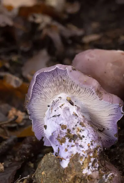Klitocybe nuda ya da Lepista nuda çok güzel yenilebilir bir mantardır..