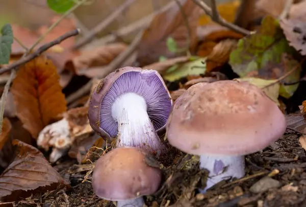 stock image Clitocybe nuda or Lepista nuda is a very beautiful edible mushroom.