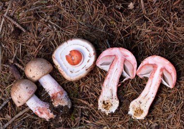 Agaricus silvaticus (veya Agaricus sylvaticus) ya da bilinen adıyla pullu ahşap mantar, kızaran ahşap mantar veya çam ağacı mantarı, kozalaklı ormanlarda sık sık bulunan bir mantar türüdür. 