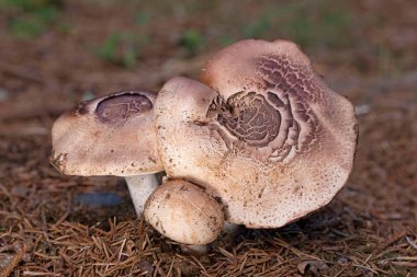 Agaricus silvaticus (veya Agaricus sylvaticus) ya da bilinen adıyla pullu ahşap mantar, kızaran ahşap mantar veya çam ağacı mantarı, kozalaklı ormanlarda sık sık bulunan bir mantar türüdür. 