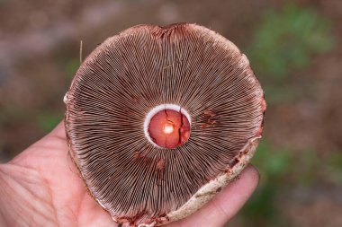 Agaricus silvaticus (veya Agaricus sylvaticus) ya da bilinen adıyla pullu ahşap mantar, kızaran ahşap mantar veya çam ağacı mantarı, kozalaklı ormanlarda sık sık bulunan bir mantar türüdür. 