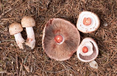 Agaricus silvaticus (or Agaricus sylvaticus), otherwise known as the scaly wood mushroom, blushing wood mushroom, or pinewood mushroom, is a species of mushroom often found in groups in coniferous forests  clipart