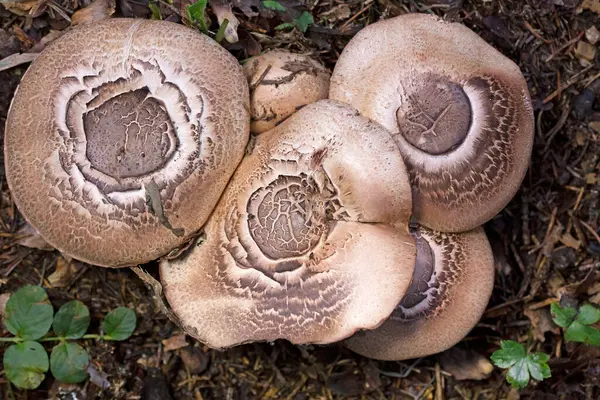 Agaricus silvaticus (veya Agaricus sylvaticus) ya da bilinen adıyla pullu ahşap mantar, kızaran ahşap mantar veya çam ağacı mantarı, kozalaklı ormanlarda sık sık bulunan bir mantar türüdür. 