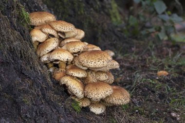 Pholiota Kare (İngilizce: Pholiota squarrosa), Strophariaceae familyasından bir mantar türüdür..