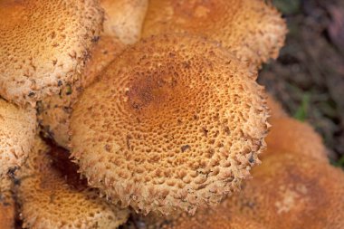 Pholiota Kare (İngilizce: Pholiota squarrosa), Strophariaceae familyasından bir mantar türüdür..