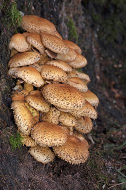 Pholiota Kare (İngilizce: Pholiota squarrosa), Strophariaceae familyasından bir mantar türüdür..