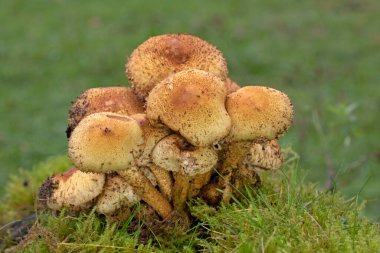 Pholiota Kare (İngilizce: Pholiota squarrosa), Strophariaceae familyasından bir mantar türüdür..