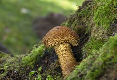 Pholiota Kare (İngilizce: Pholiota squarrosa), Strophariaceae familyasından bir mantar türüdür..