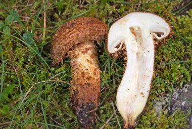 Pholiota Kare (İngilizce: Pholiota squarrosa), Strophariaceae familyasından bir mantar türüdür..