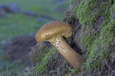 Pholiota squarrosa, commonly known as the shaggy scalycap, the shaggy Pholiota, or the scaly Pholiota, is a species of mushroom in the family Strophariaceae. clipart