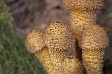 Pholiota Kare (İngilizce: Pholiota squarrosa), Strophariaceae familyasından bir mantar türüdür..