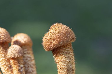 Pholiota Kare (İngilizce: Pholiota squarrosa), Strophariaceae familyasından bir mantar türüdür..