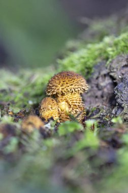 Pholiota Kare (İngilizce: Pholiota squarrosa), Strophariaceae familyasından bir mantar türüdür..