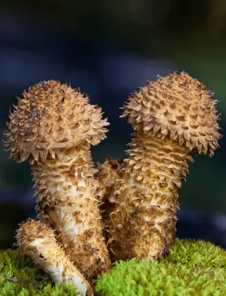 Pholiota Kare (İngilizce: Pholiota squarrosa), Strophariaceae familyasından bir mantar türüdür..