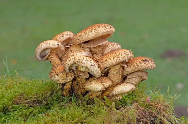 Pholiota Kare (İngilizce: Pholiota squarrosa), Strophariaceae familyasından bir mantar türüdür..