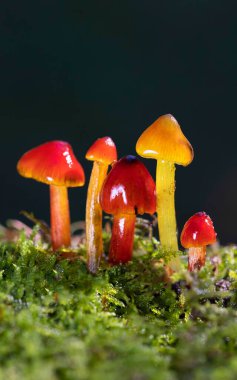 Hygrocybe conica is a very beautiful mushroom clipart