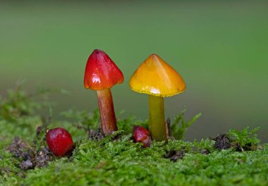 Hygrocybe conica is a species of agaric in the family Hygrophoraceae. In North America it is commonly known as the witch's hat, conical wax cap or conical slimy cap. Hygrocybe conica is a very beautiful mushroom clipart