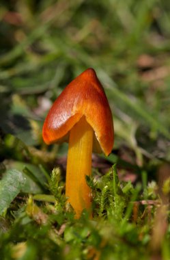 Hygrocybe conica is a species of agaric in the family Hygrophoraceae. In North America it is commonly known as the witch's hat, conical wax cap or conical slimy cap. Hygrocybe conica is a very beautiful mushroom clipart