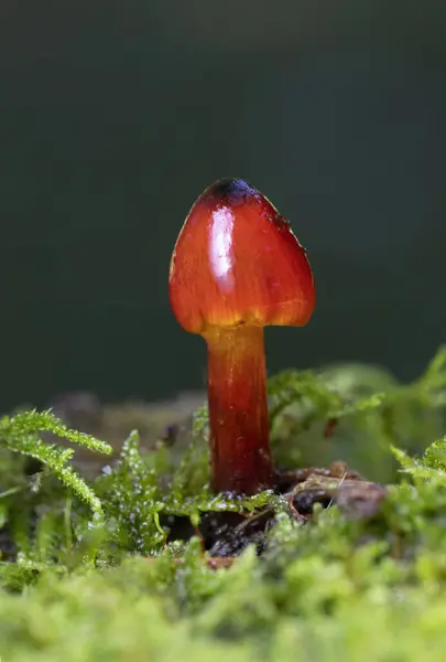 Hygrocybe conica, Hygrophoraceae familyasından bir agarik türü. Kuzey Amerika 'da genellikle cadı şapkası, konik balmumu şapka ya da konik sümüksü şapka olarak bilinir. Hygrocybe conica çok güzel bir mantardır.