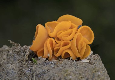 Aleuria aurantia (portakal kabuğu mantarı), Pezizales familyasından yaygın bir mantar türü. Parlak turuncu, fincan şeklinde askoplar genellikle yere saçılmış portakal kabuklarına benzerler ve bu türe ortak bir isim verirler..