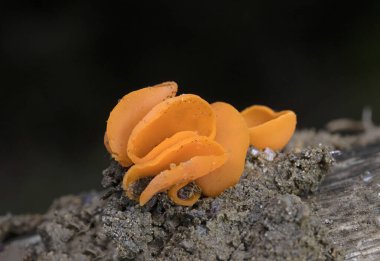 Aleuria aurantia (portakal kabuğu mantarı), Pezizales familyasından yaygın bir mantar türü. Parlak turuncu, fincan şeklinde askoplar genellikle yere saçılmış portakal kabuklarına benzerler ve bu türe ortak bir isim verirler..