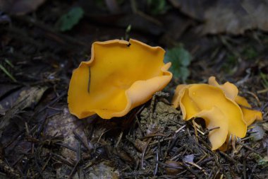 Aleuria aurantia (orange peel fungus) is a widespread ascomycete fungus in the order Pezizales. The bright orange, cup-shaped ascocarps often resemble orange peels strewn on the ground,giving this species its common name. clipart